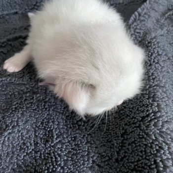 chaton Ragdoll violet Les Ragdolls de la Croisette chaton Ragdoll violet Les Ragdolls de la Croisette