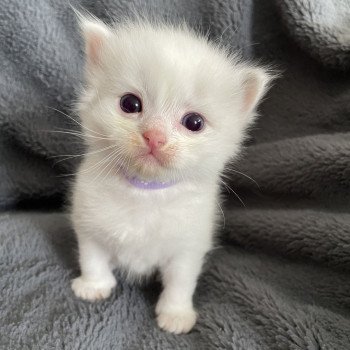 chaton Ragdoll violet Les Ragdolls de la Croisette