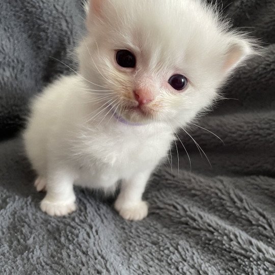 chaton Ragdoll violet Les Ragdolls de la Croisette