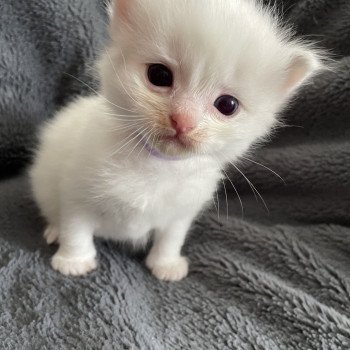 chaton Ragdoll violet Les Ragdolls de la Croisette chaton Ragdoll violet Les Ragdolls de la Croisette