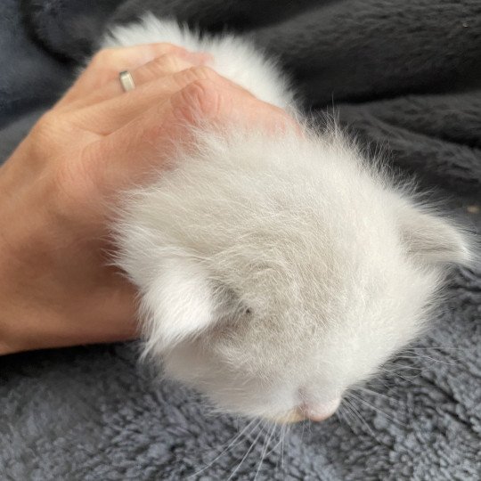 chaton Ragdoll violet Les Ragdolls de la Croisette