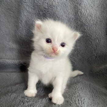 chaton Ragdoll violet Les Ragdolls de la Croisette