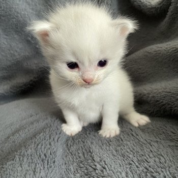 chaton Ragdoll violet Les Ragdolls de la Croisette