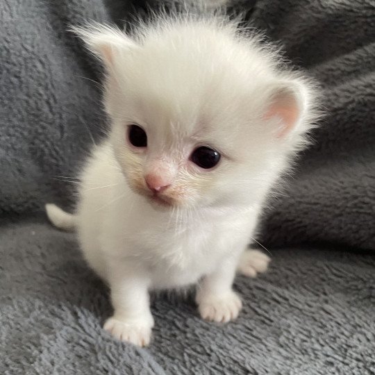 chaton Ragdoll violet Les Ragdolls de la Croisette