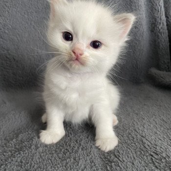 chaton Ragdoll violet Les Ragdolls de la Croisette