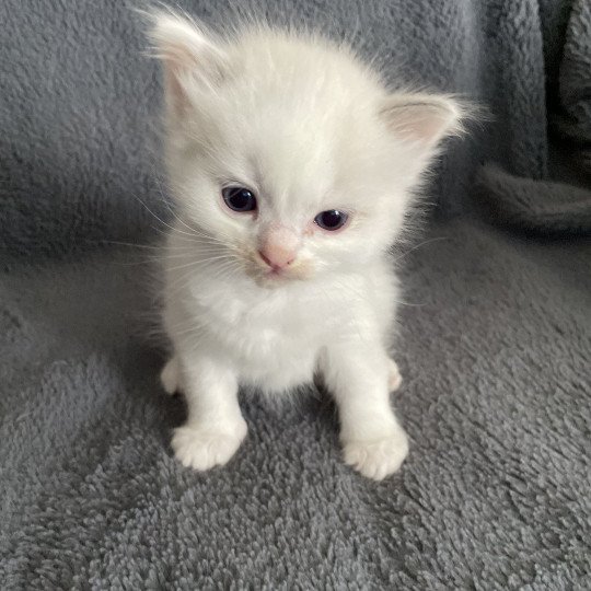 chaton Ragdoll violet Les Ragdolls de la Croisette