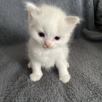 chaton Ragdoll violet Les Ragdolls de la Croisette chaton Ragdoll violet Les Ragdolls de la Croisette