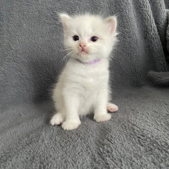 chaton Ragdoll violet Les Ragdolls de la Croisette