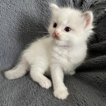 chaton Ragdoll violet Les Ragdolls de la Croisette