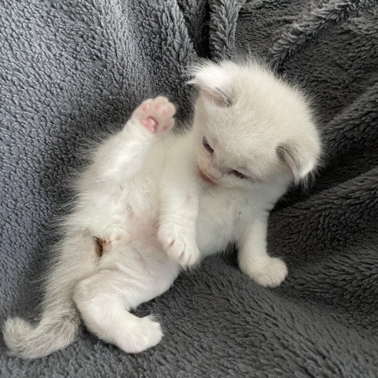 chaton Ragdoll violet Les Ragdolls de la Croisette