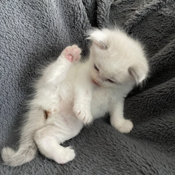 chaton Ragdoll violet Les Ragdolls de la Croisette chaton Ragdoll violet Les Ragdolls de la Croisette