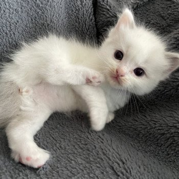 chaton Ragdoll violet Les Ragdolls de la Croisette