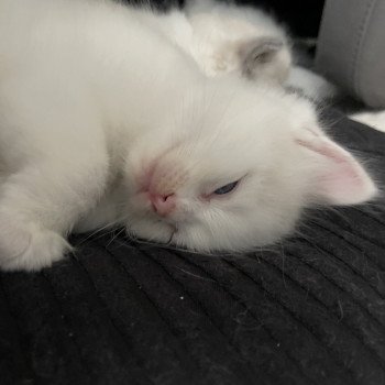 chaton Ragdoll violet Les Ragdolls de la Croisette chaton Ragdoll violet Les Ragdolls de la Croisette