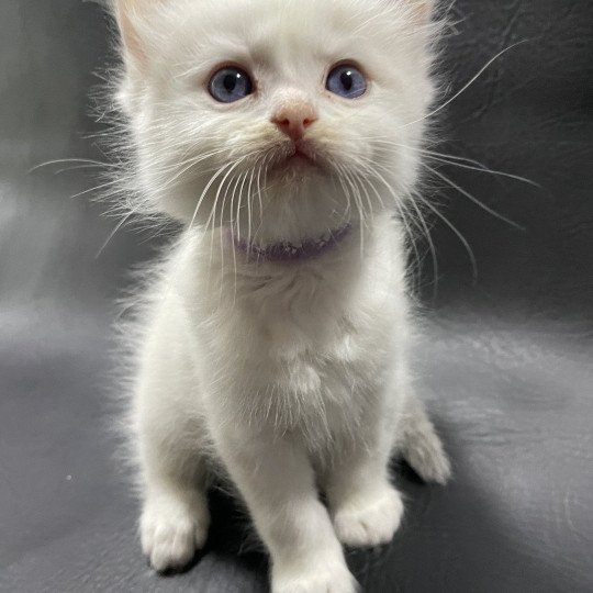 chaton Ragdoll violet Les Ragdolls de la Croisette