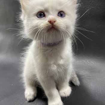 chaton Ragdoll violet Les Ragdolls de la Croisette