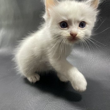 chaton Ragdoll violet Les Ragdolls de la Croisette