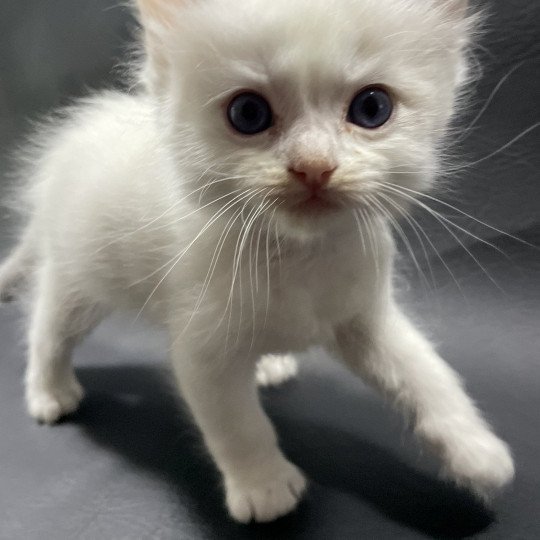 chaton Ragdoll violet Les Ragdolls de la Croisette