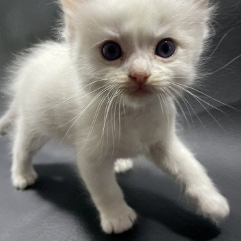 chaton Ragdoll violet Les Ragdolls de la Croisette