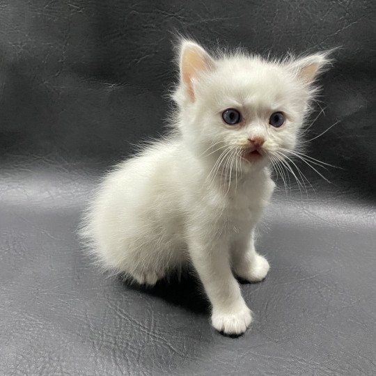 chaton Ragdoll violet Les Ragdolls de la Croisette