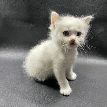 chaton Ragdoll violet Les Ragdolls de la Croisette