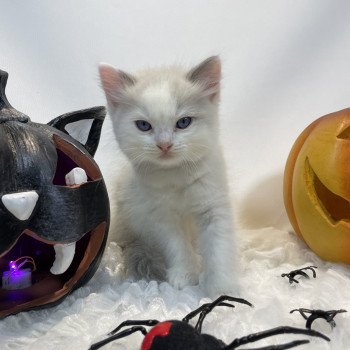 chaton Ragdoll violet Les Ragdolls de la Croisette chaton Ragdoll violet Les Ragdolls de la Croisette