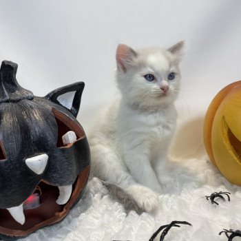 chaton Ragdoll violet Les Ragdolls de la Croisette