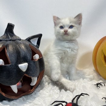 chaton Ragdoll violet Les Ragdolls de la Croisette chaton Ragdoll violet Les Ragdolls de la Croisette