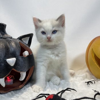chaton Ragdoll violet Les Ragdolls de la Croisette chaton Ragdoll violet Les Ragdolls de la Croisette