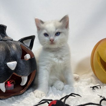 chaton Ragdoll violet Les Ragdolls de la Croisette