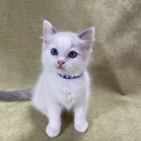 chaton Ragdoll violet Les Ragdolls de la Croisette