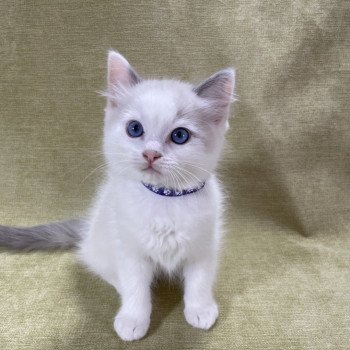 chaton Ragdoll violet Les Ragdolls de la Croisette chaton Ragdoll violet Les Ragdolls de la Croisette