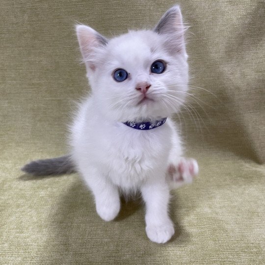 chaton Ragdoll violet Les Ragdolls de la Croisette