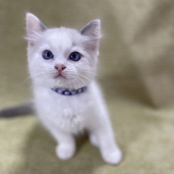 chaton Ragdoll violet Les Ragdolls de la Croisette