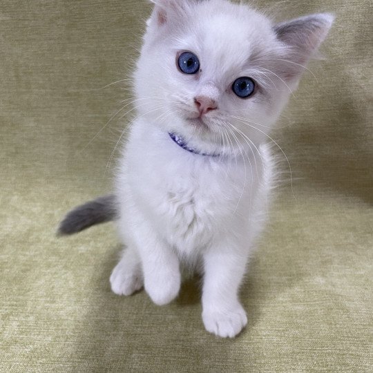 chaton Ragdoll violet Les Ragdolls de la Croisette