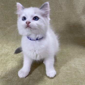 chaton Ragdoll violet Les Ragdolls de la Croisette