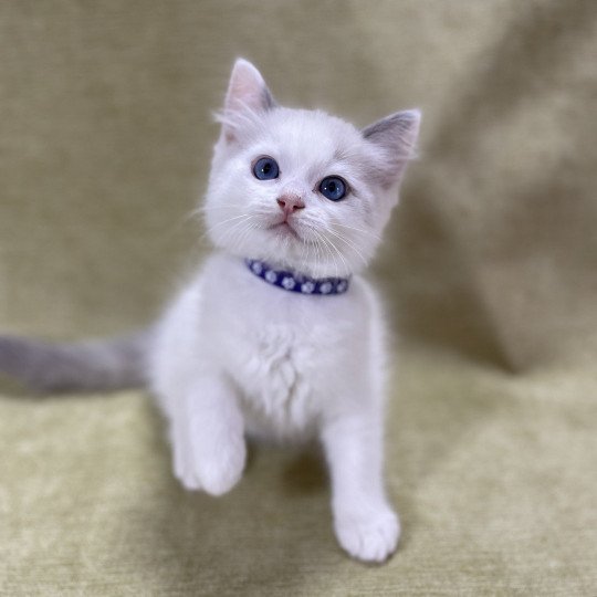 chaton Ragdoll violet Les Ragdolls de la Croisette