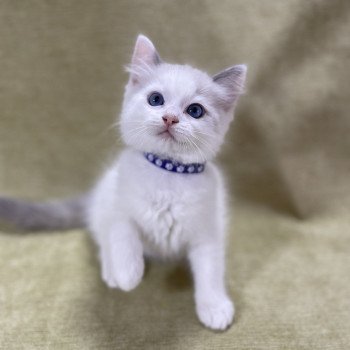 chaton Ragdoll violet Les Ragdolls de la Croisette