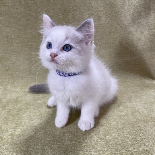 chaton Ragdoll violet Les Ragdolls de la Croisette