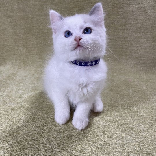 chaton Ragdoll violet Les Ragdolls de la Croisette