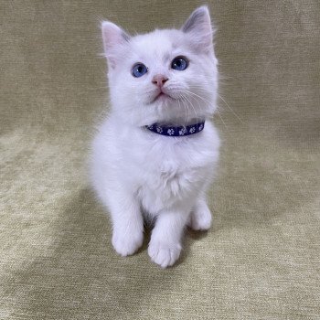 chaton Ragdoll violet Les Ragdolls de la Croisette chaton Ragdoll violet Les Ragdolls de la Croisette