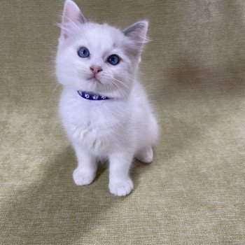 chaton Ragdoll violet Les Ragdolls de la Croisette