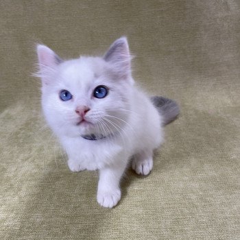 chaton Ragdoll violet Les Ragdolls de la Croisette