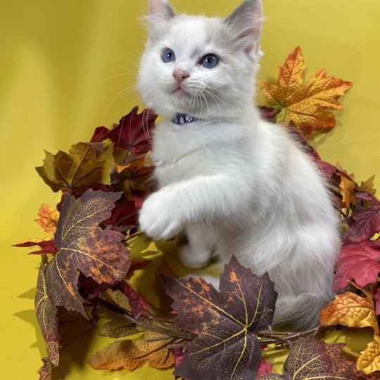 chaton Ragdoll Uderzo Les Ragdolls de la Croisette