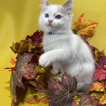 chaton Ragdoll Uderzo Les Ragdolls de la Croisette