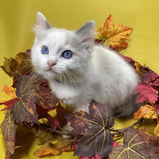 chaton Ragdoll Uderzo Les Ragdolls de la Croisette