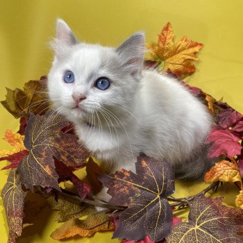 chaton Ragdoll Uderzo Les Ragdolls de la Croisette