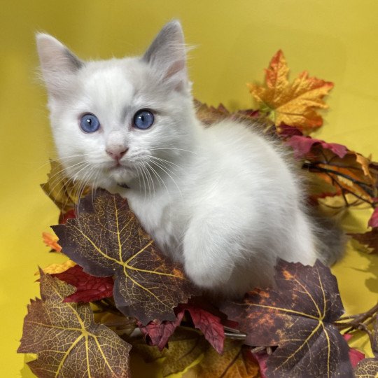 chaton Ragdoll Uderzo Les Ragdolls de la Croisette