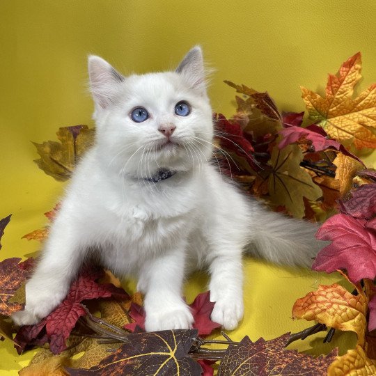 chaton Ragdoll Uderzo Les Ragdolls de la Croisette