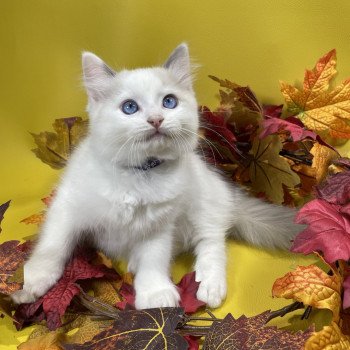 chaton Ragdoll Uderzo Les Ragdolls de la Croisette