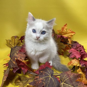 chaton Ragdoll Uderzo Les Ragdolls de la Croisette